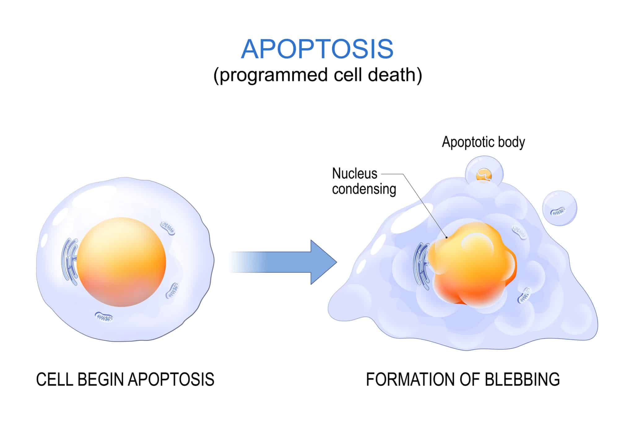 Apoptosis. programmed cell death.